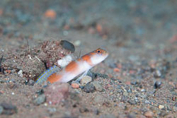 BD-130404-Tulamben-9659-Amblyeleotris-yanoi.-Aonuma---Yoshino.-1996-[Flagtail-shrimpgoby].jpg